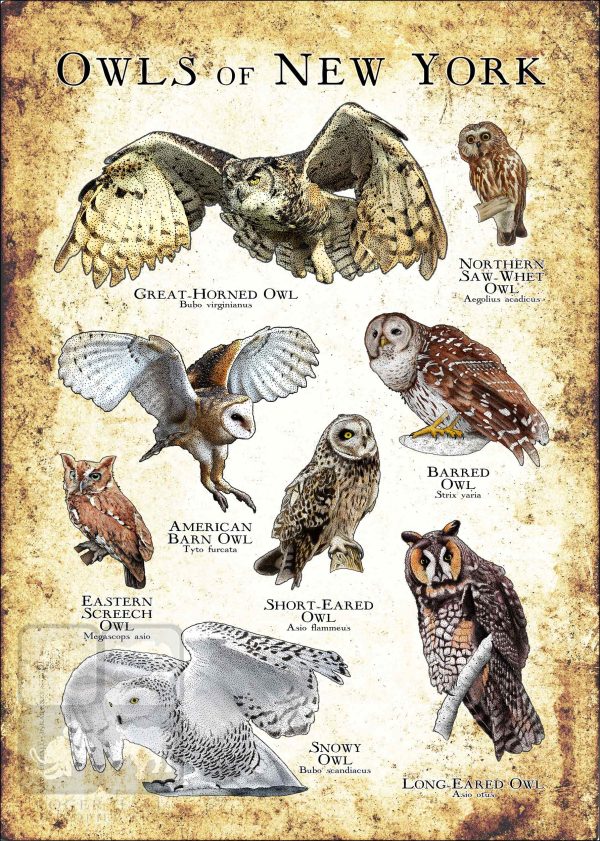 Owls of New York State Poster Print - Image 3
