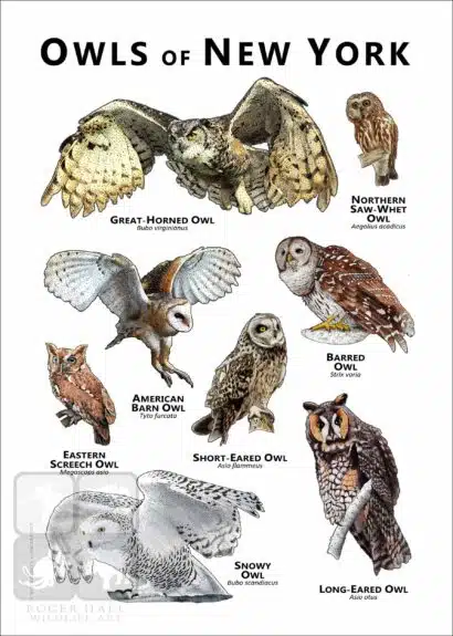 Owls of New York State Poster Print - Image 2