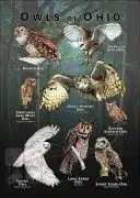 Owls of Ohio poster print