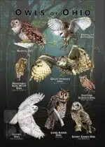 Owls of Ohio poster print