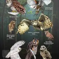 Owls of Ohio poster print