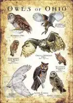 Owls of Ohio Poster Print - Image 3