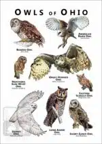 Owls of Ohio Poster Print - Image 2