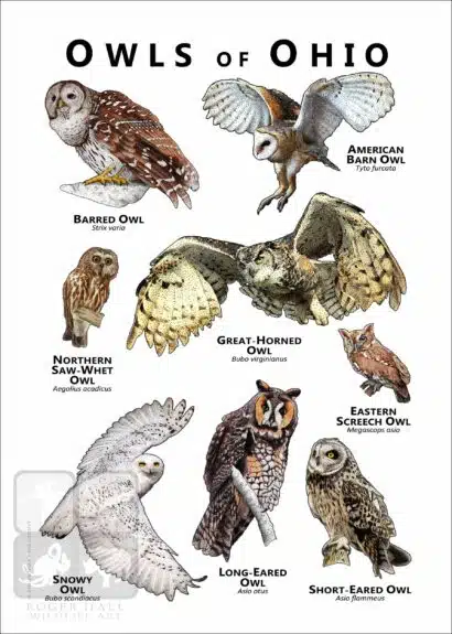 Owls of Ohio Poster Print - Image 2