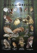 Owls of Oregon poster print