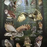 Owls of Oregon poster print