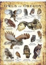 Owls of Oregon Poster Print - Image 3