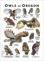 Owls of Oregon Poster Print - Image 2