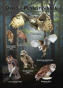Owls of Pennsylvania poster print