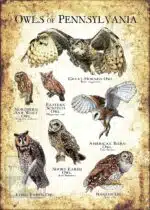 Owls of Pennsylvania Poster Print - Image 3