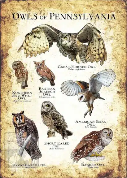 Owls of Pennsylvania Poster Print - Image 3