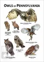 Owls of Pennsylvania Poster Print - Image 2