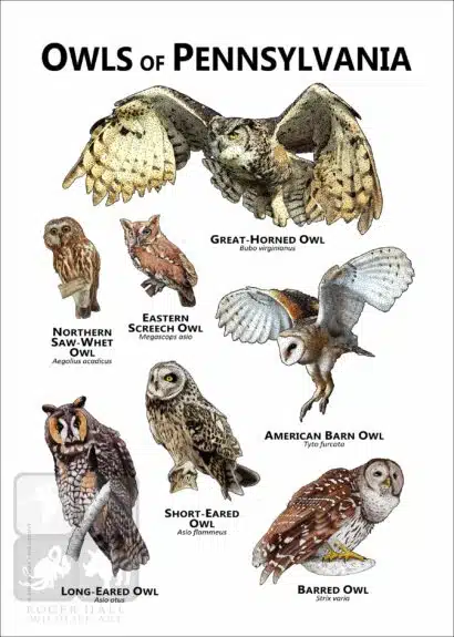 Owls of Pennsylvania Poster Print - Image 2