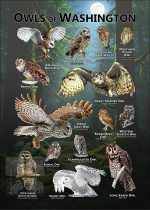 Owls of Washington poster print