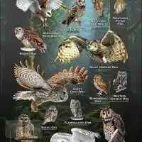 Owls of Washington poster print
