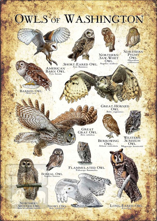 Owls of Washington Poster Print - Image 3