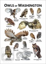 Owls of Washington Poster Print - Image 2