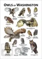 Owls of Washington State Poster Print - Image 2