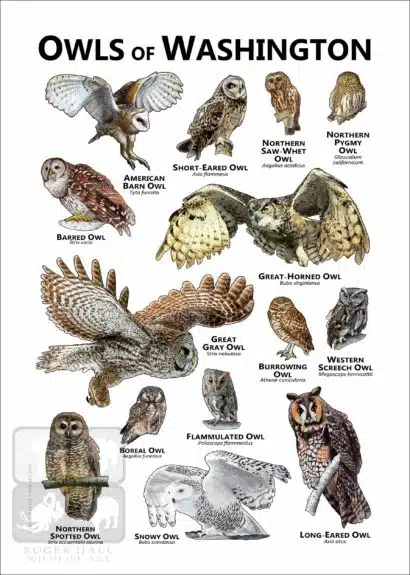 Owls of Washington State Poster Print - Image 2