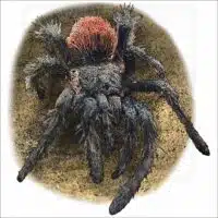 Peruvian Flame-Rump Tarantula illustration