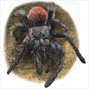 Peruvian Flame-Rump Tarantula illustration