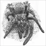 Peruvian Flame-Rump Tarantula black & white drawing
