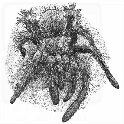 Peruvian Flame-Rump Tarantula black & white drawing