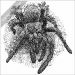 Peruvian Flame-Rump Tarantula stock image