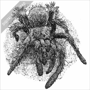 Peruvian Flame-Rump Tarantula stock image