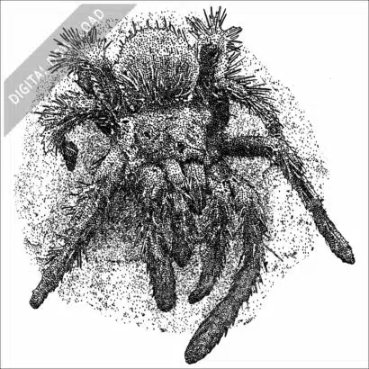 Peruvian Flame-Rump Tarantula stock image