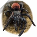 Peruvian Flame-Rump Tarantula stock image