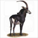 Sable Antelope illustration