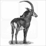 Sable Antelope illustration