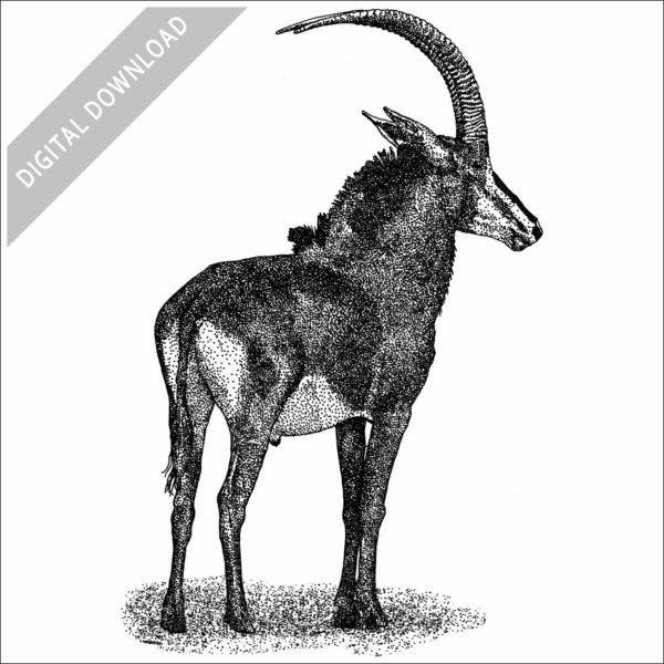 Sable Antelope black and white drawing