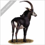 Sable Antelope stock image