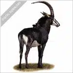 Sable Antelope stock image