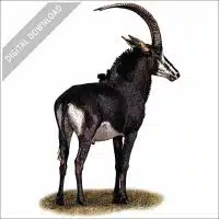Sable Antelope stock image