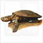 White-Throated Snapping Turtle illustration