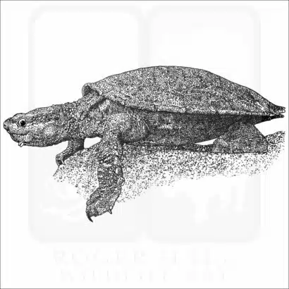 White-Throated Snapping Turtle illustration