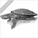 White-Throated Snapping Turtle stock image