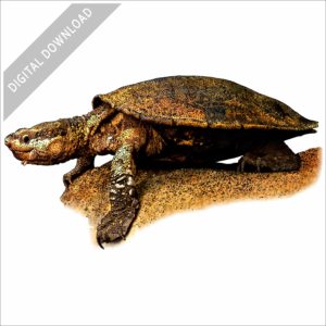 White-Throated Snapping Turtle stock image