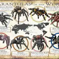 Tarantulas of the World poster print