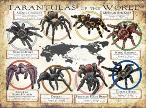 Tarantulas of the World poster print