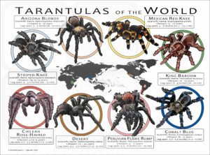 Tarantulas of the World poster print