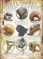 Threatened Primates of South America poster print