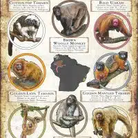Threatened Primates of South America poster print