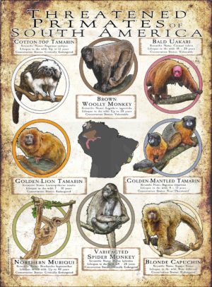 Threatened Primates of South America poster print