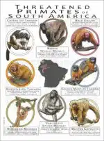 Threatened Primates of South America poster print