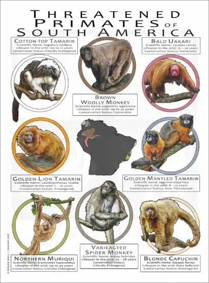 Threatened Primates of South America poster print