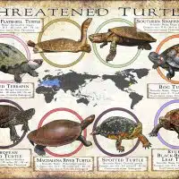 Threatened Freshwater Turtle Species of the World poster print